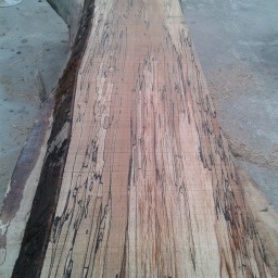 Length of Spalted Beech Timber